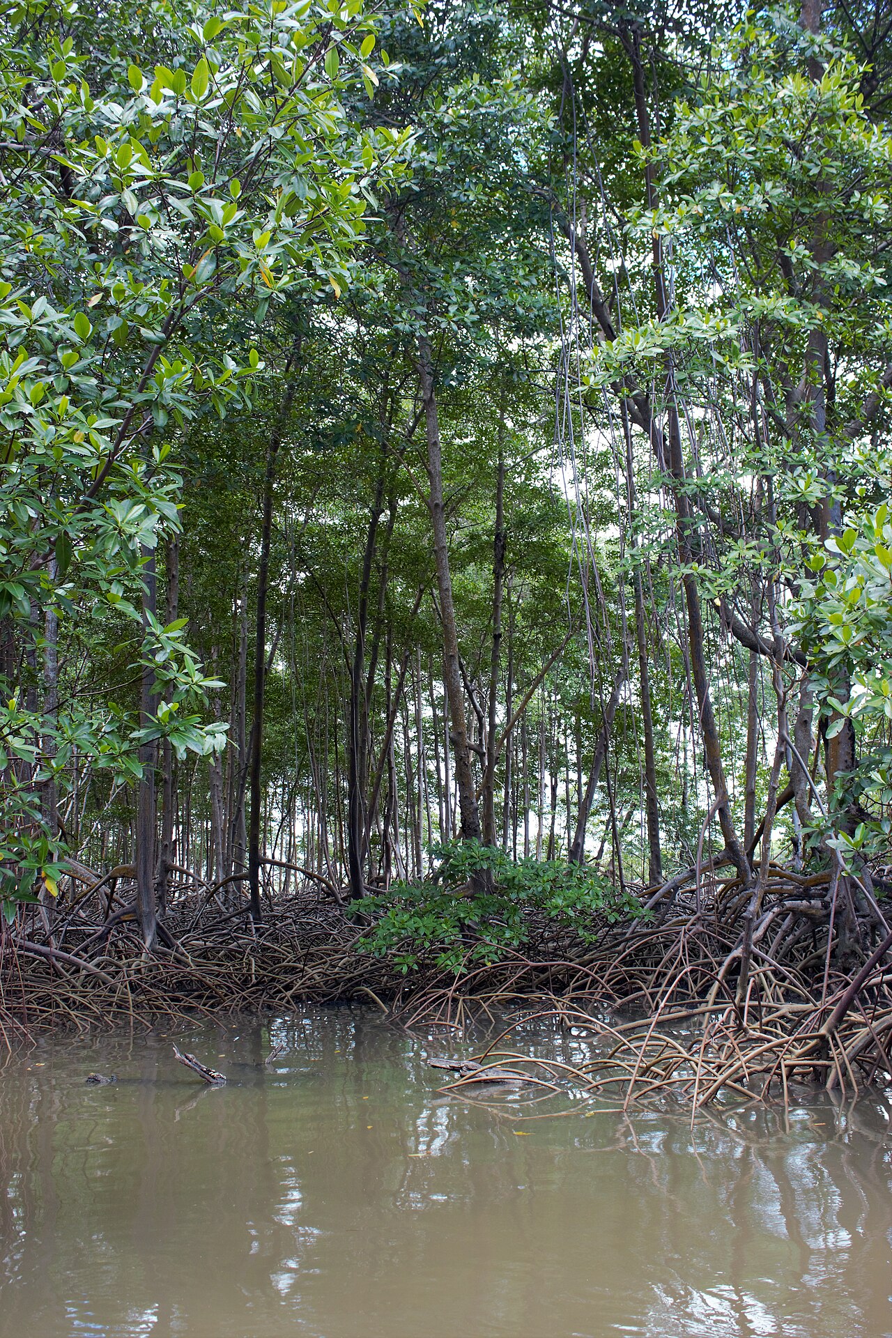 Delta de Tutóia